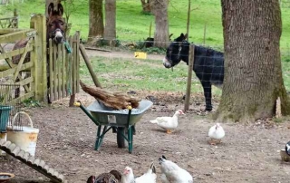 Breton countryside with donkeys and chickens