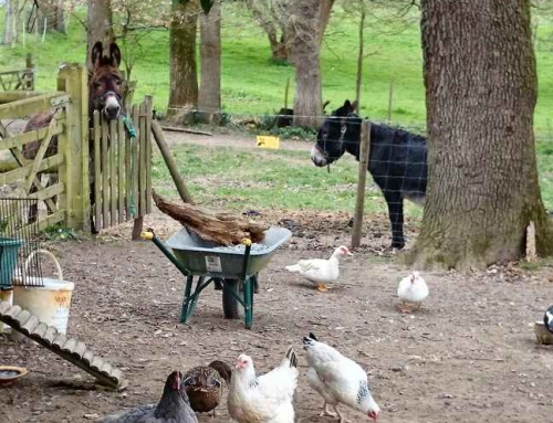 New “countrylife” clause in purchase or rental contracts in Morbihan, Brittany