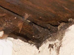 example-of-wood-rot