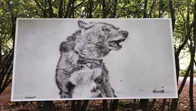 Ragnar-Axelsson-1 photo-festival-ragnar-axelsson-sled-dog